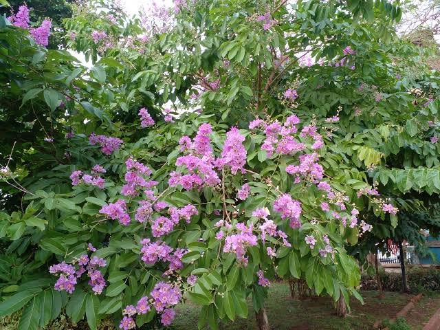 Jarul tree